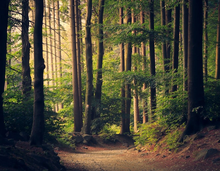 Natural botanical sources for plant tannins